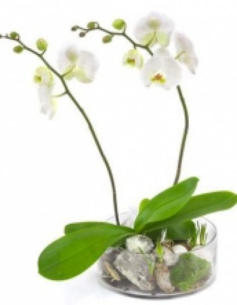Falen Blomster hvid 2 grenet Orkide / Phalaenopsis