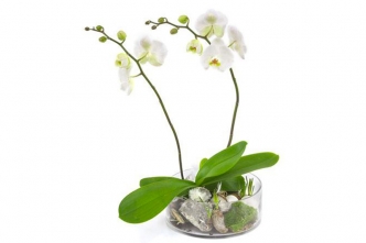 Falen Blomster hvid 2 grenet Orkide / Phalaenopsis
